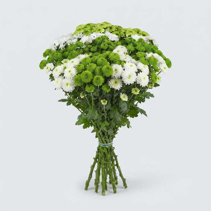 Santini Chrysanthemum - Chrysanthemum - Mixed