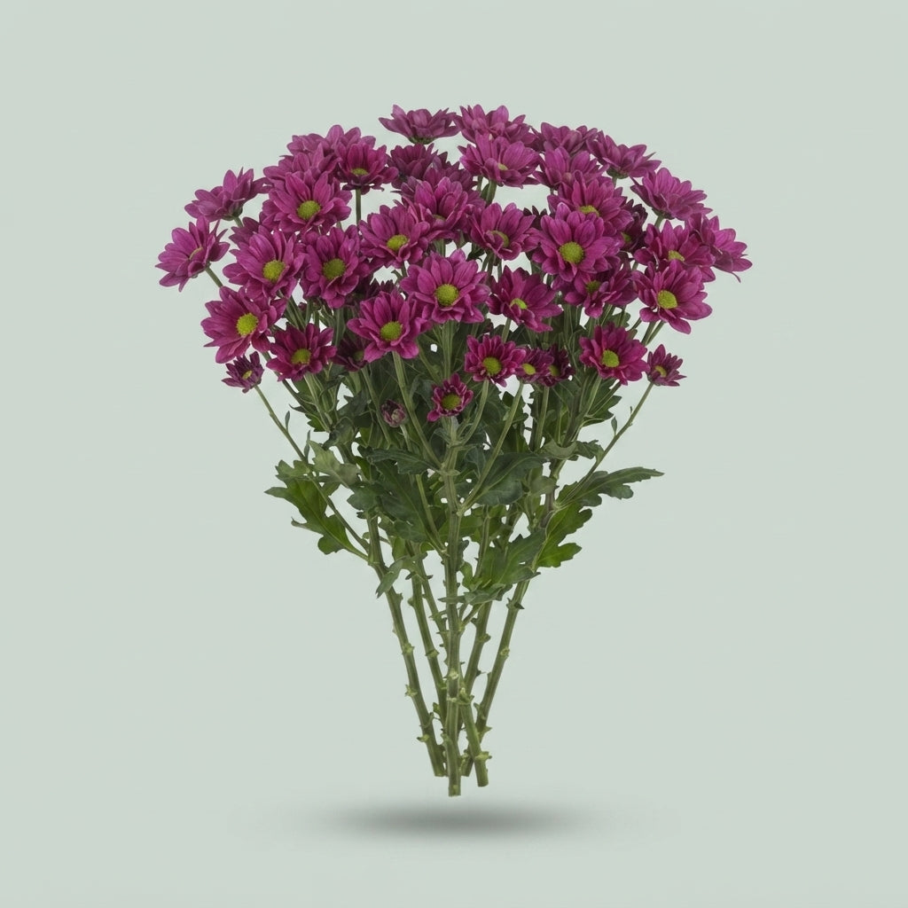 Santini Chrysanthemum - Chrysanthemum - Madiba Aswad