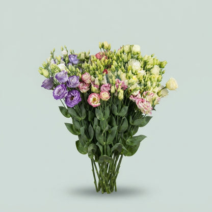 Eustoma Rosita Mixed