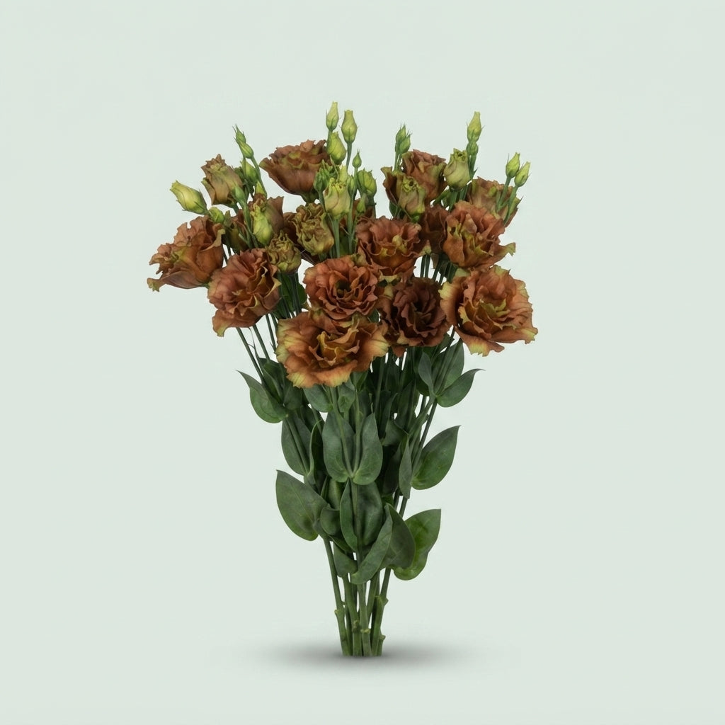Eustoma Rosanne Light Terracotta