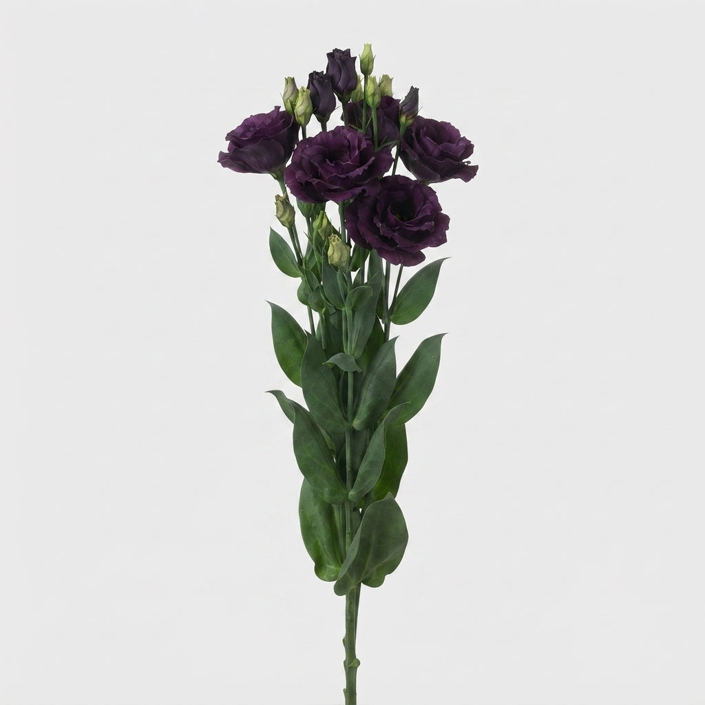 Lisianthus Rosanne Black Pearl