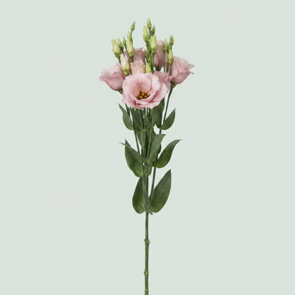 Lisianthus Soft Pink