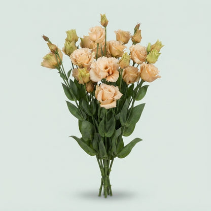 Lisianthus Heavenly Dyed Peach