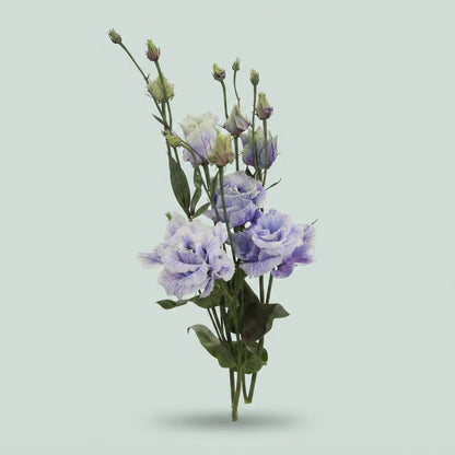 Lisianthus Dyed Heavenly Milka