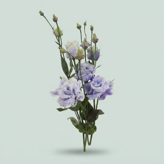 Lisianthus Dyed Heavenly Milka