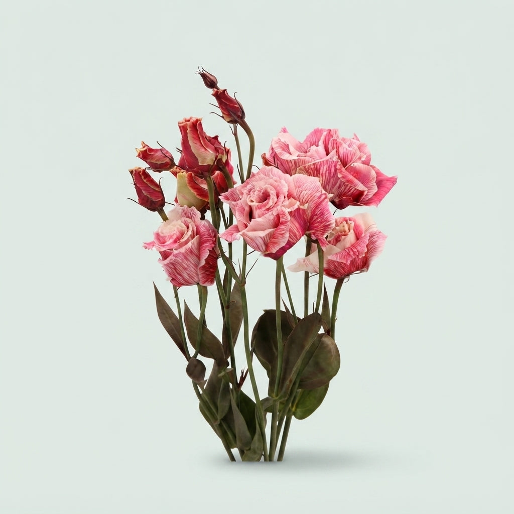 Lisianthus Dyed Beau Bordeaux