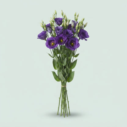 Lisianthus Botanic Blue