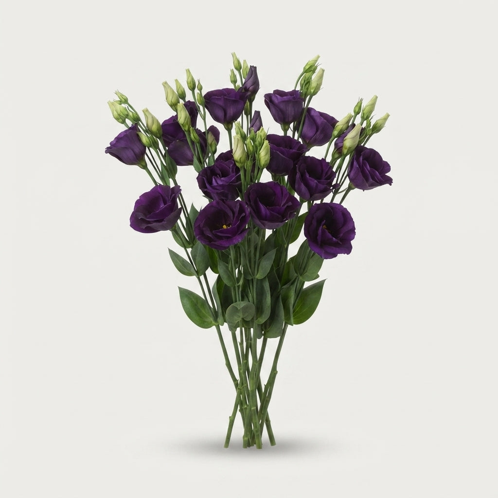 Eustoma Bohemian Black Violet