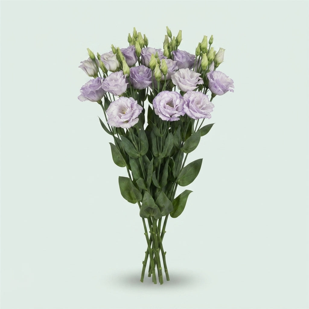 Lisianthus Reina Blue Splash