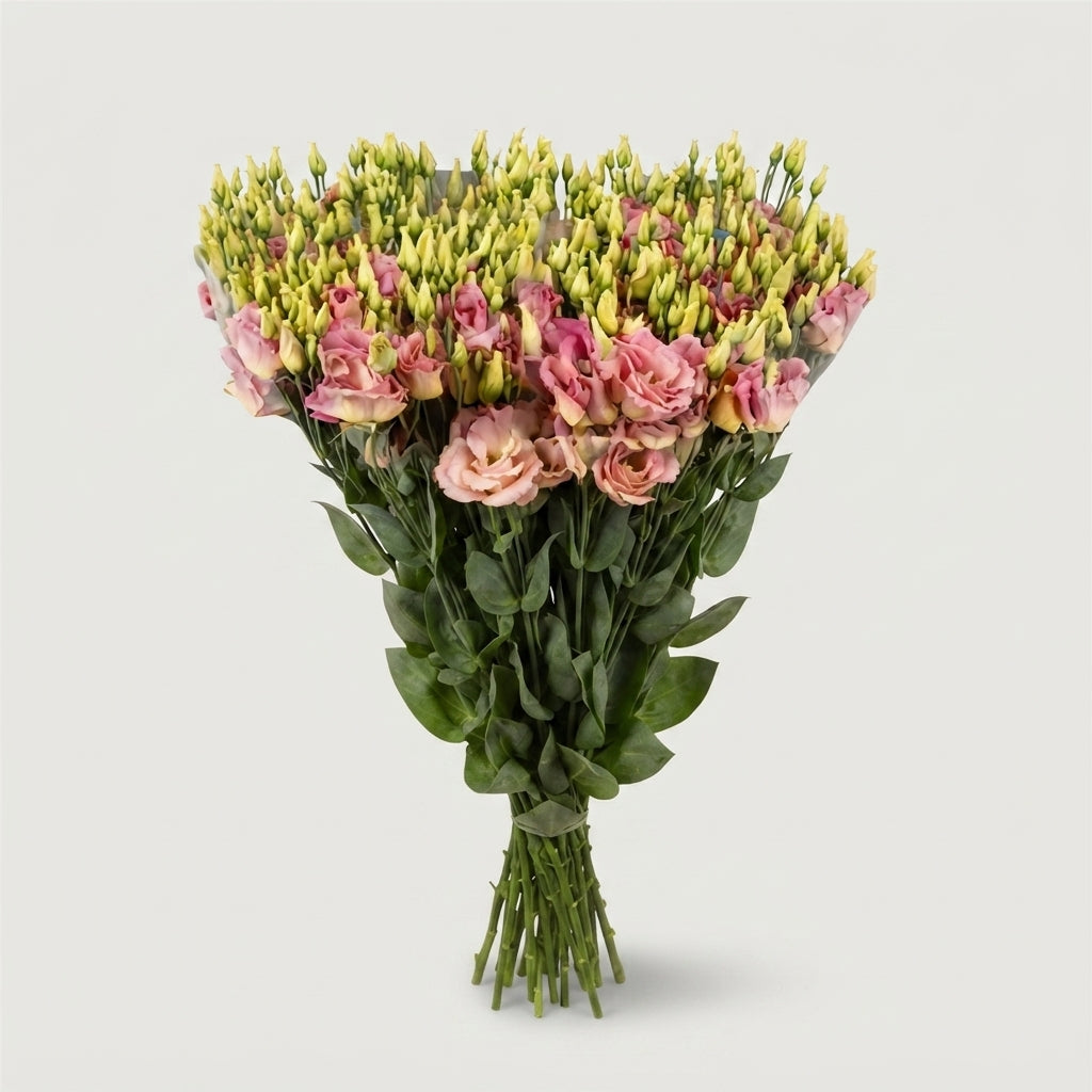 Eustoma Megalo Light Champagne