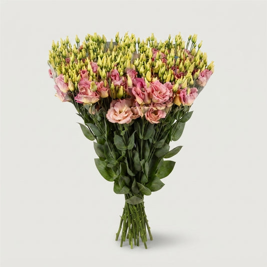 Eustoma Megalo Light Champagne