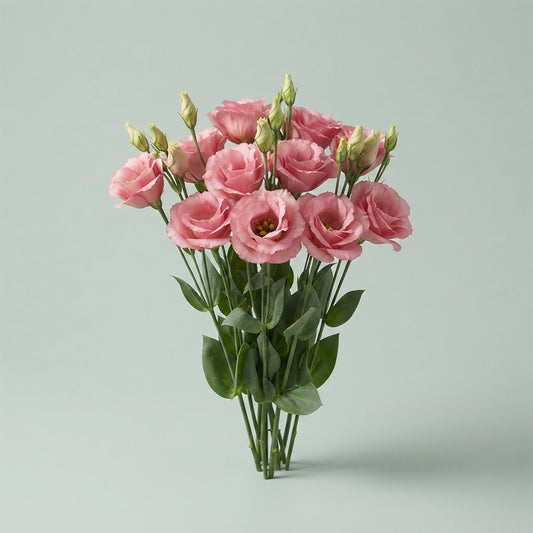 Lisianthus Rosita Rose Pink