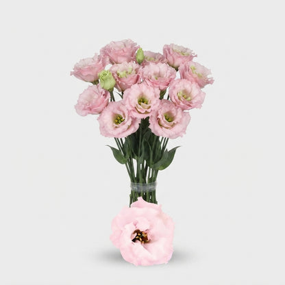 Lisianthus Celebrich Queen