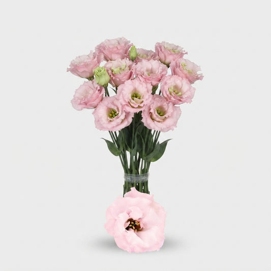 Lisianthus Celebrich Queen