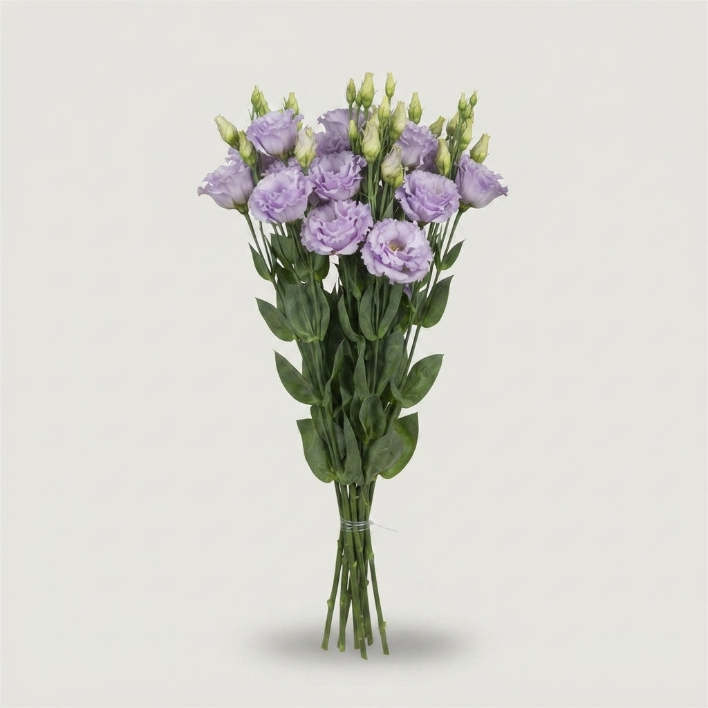 Eustoma Alissa Lavender