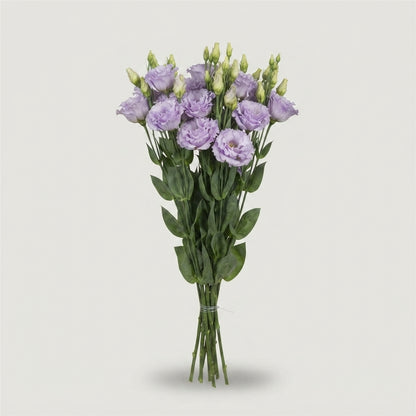 Eustoma Alissa Lavender