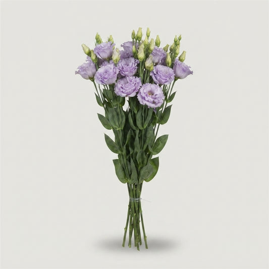Eustoma Alissa Lavender