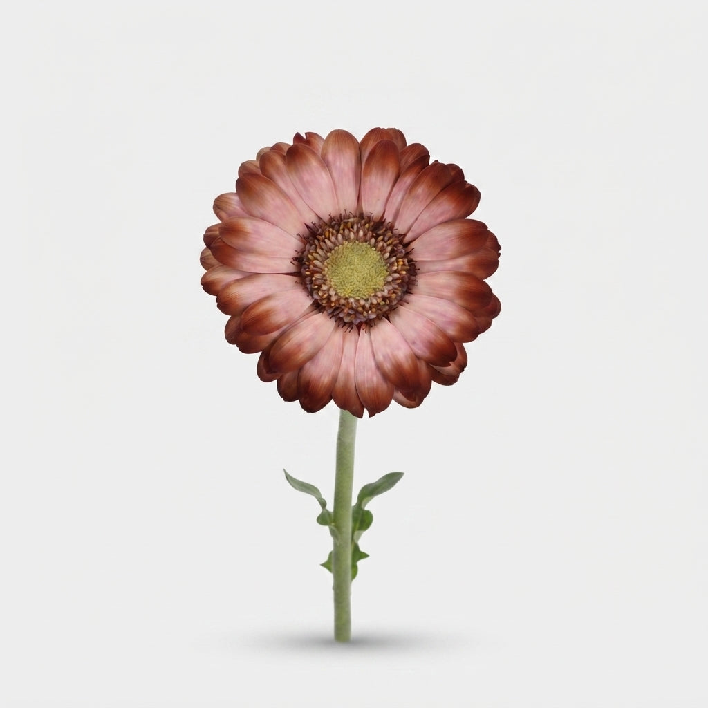 Germini - Gerbera - Mokka