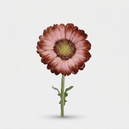 Germini - Gerbera - Mokka