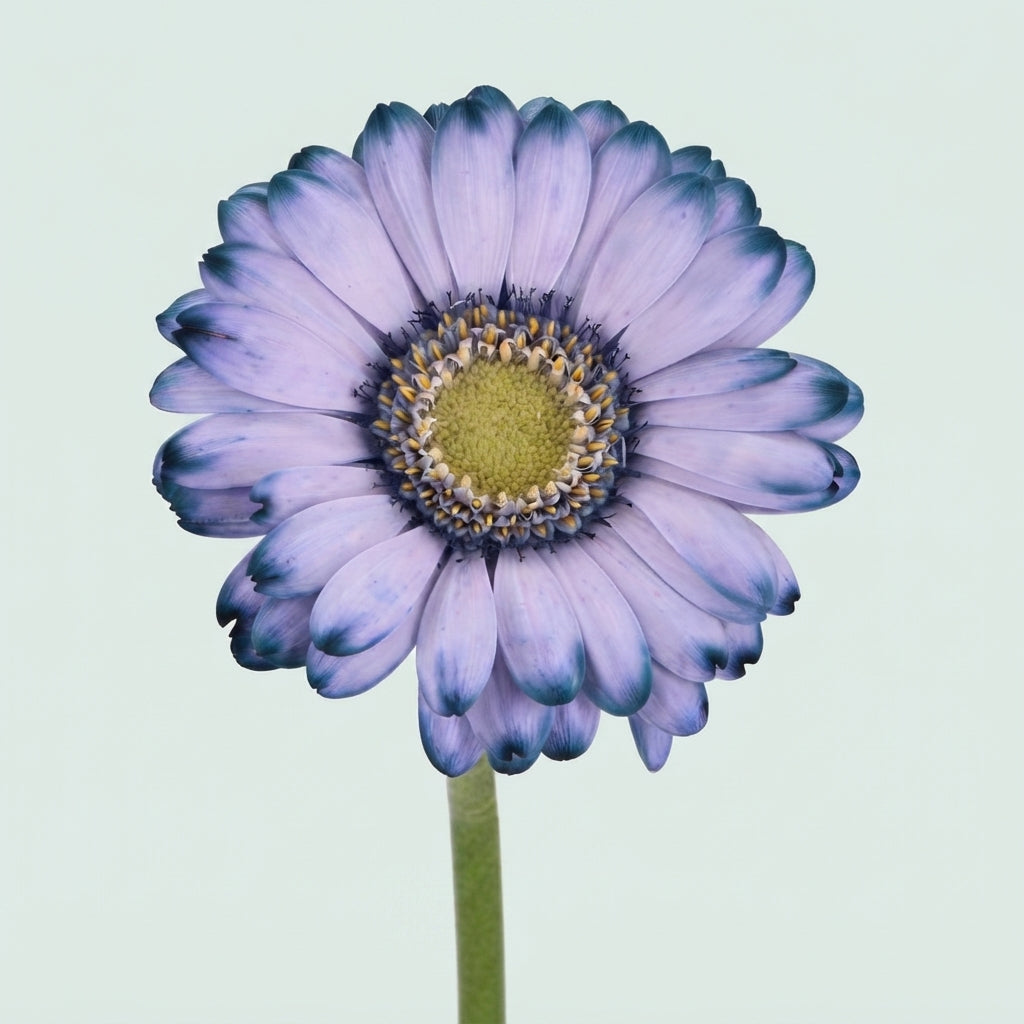 Germini - Gerbera - Gerbera mini