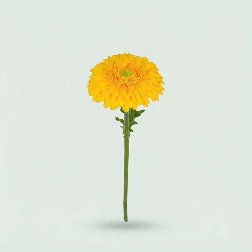 Germini - Gerbera - Sunlight