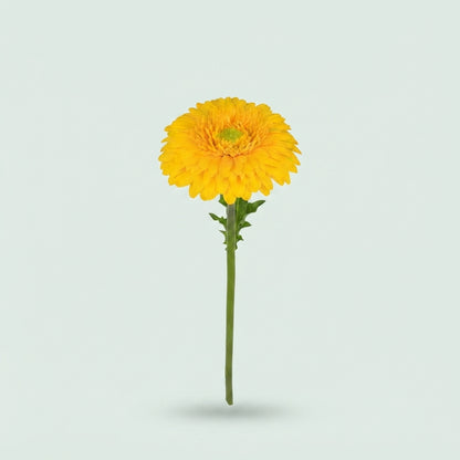 Germini - Gerbera - Sunlight