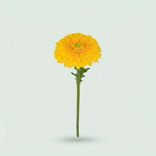 FeedSync:wholesale:f6941fc72db8e28d27df68228021d1c1f91a6f05