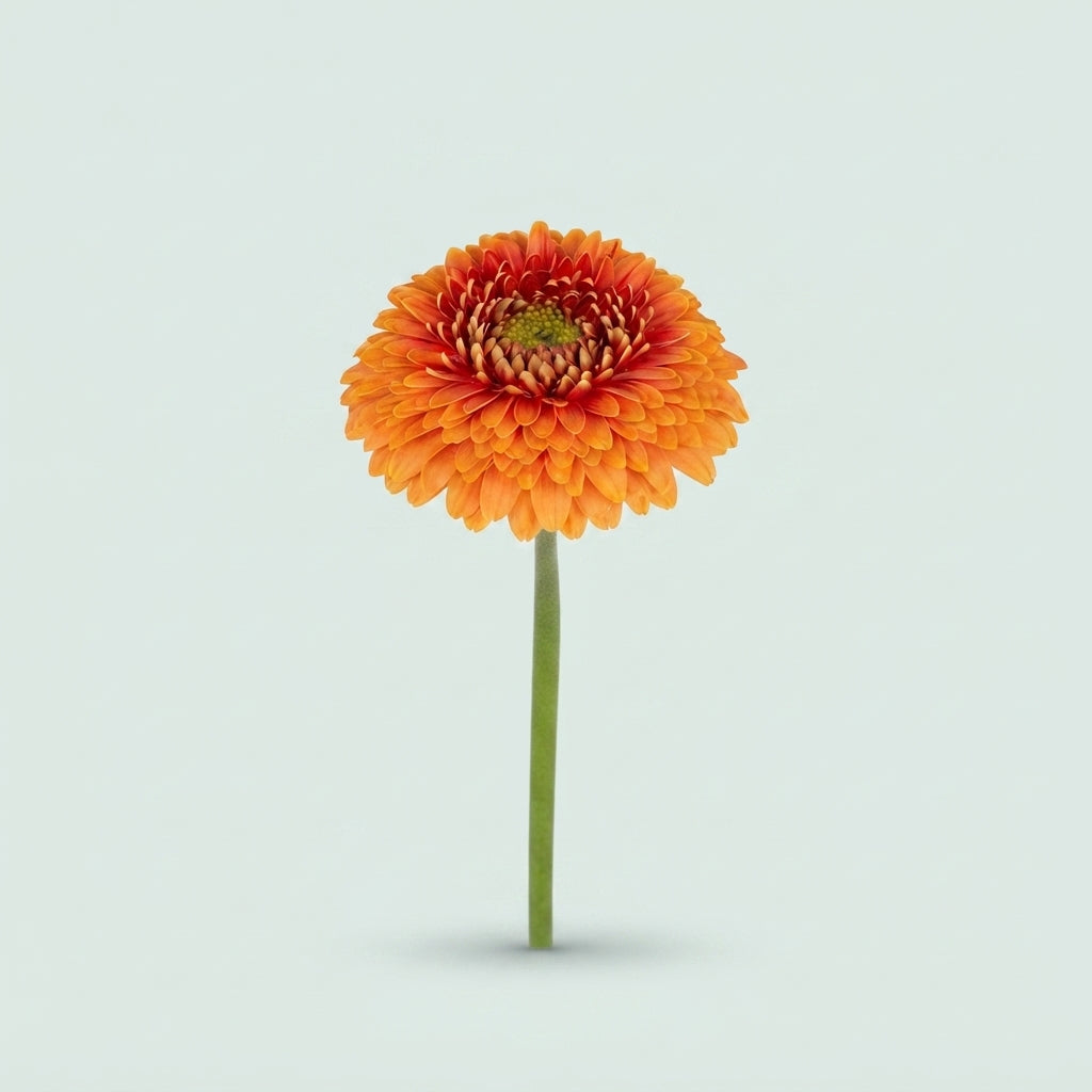 Germini - Gerbera - Bonita