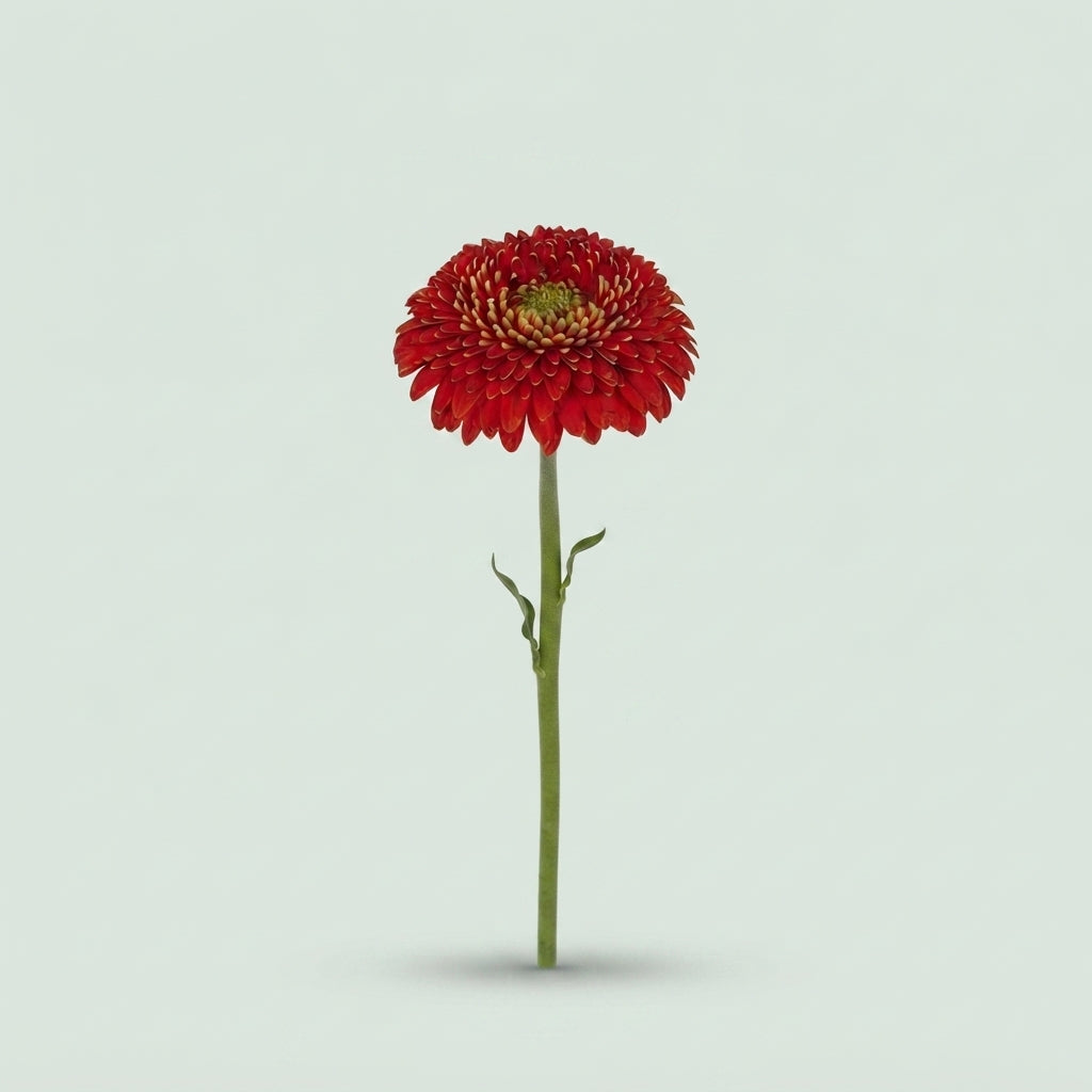 Germini - Gerbera - Amore