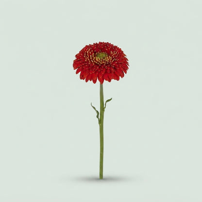 Germini - Gerbera - Amore