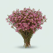 Waxflower - Chamelaucium - Niek's Pride