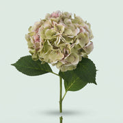 FeedSync:wholesale:43d4603f6a762c54f88e19fde9643a6694229984
