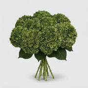 FeedSync:wholesale:7cd2d92cd95b229c95750c8d3be3f96320214e17