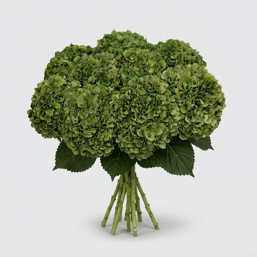 FeedSync:wholesale:7cd2d92cd95b229c95750c8d3be3f96320214e17