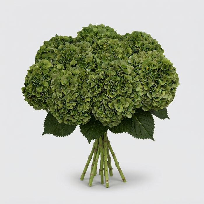FeedSync:wholesale:7cd2d92cd95b229c95750c8d3be3f96320214e17