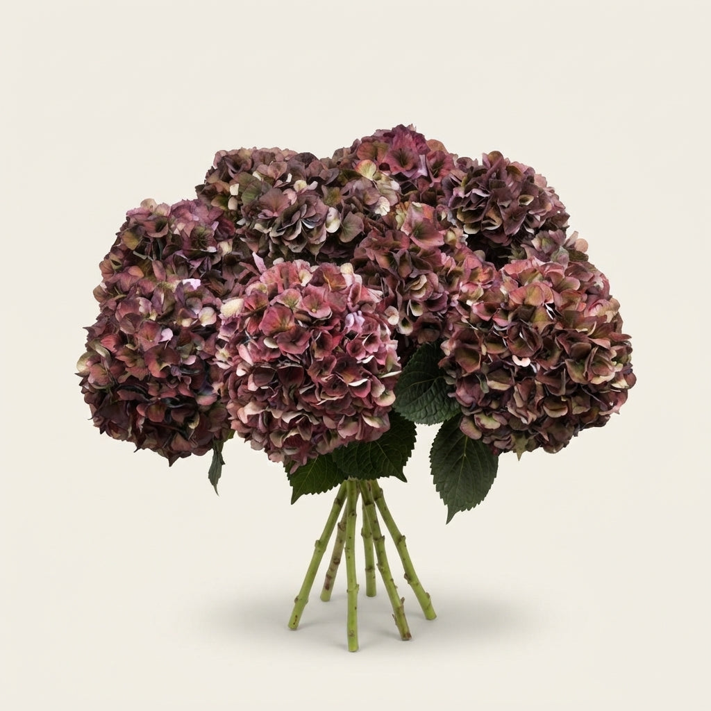 Hydrangea - Hydrangea - Kolmapiru