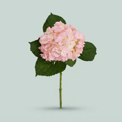 Hydrangea - Pink