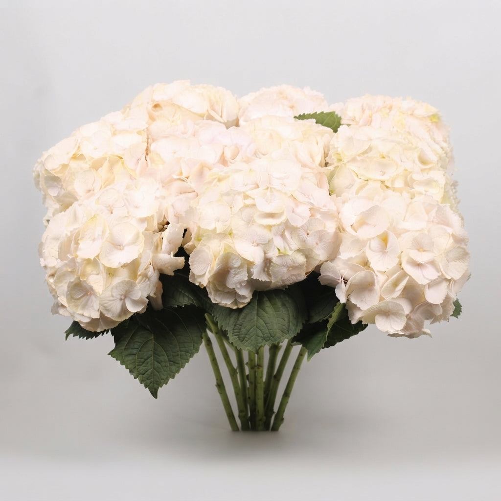 Hydrangea - Hydrangea - Sweet Verena