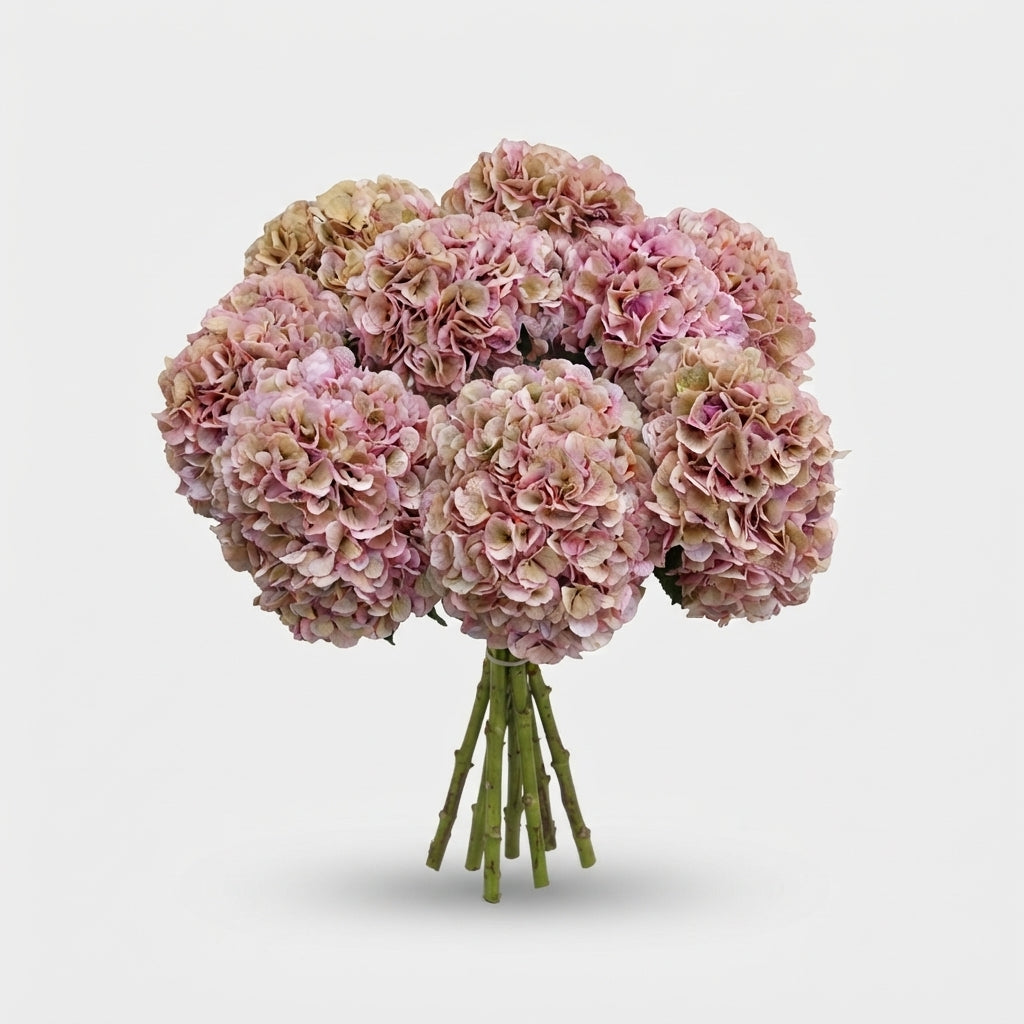 Hydrangea - Vienna (Classic)