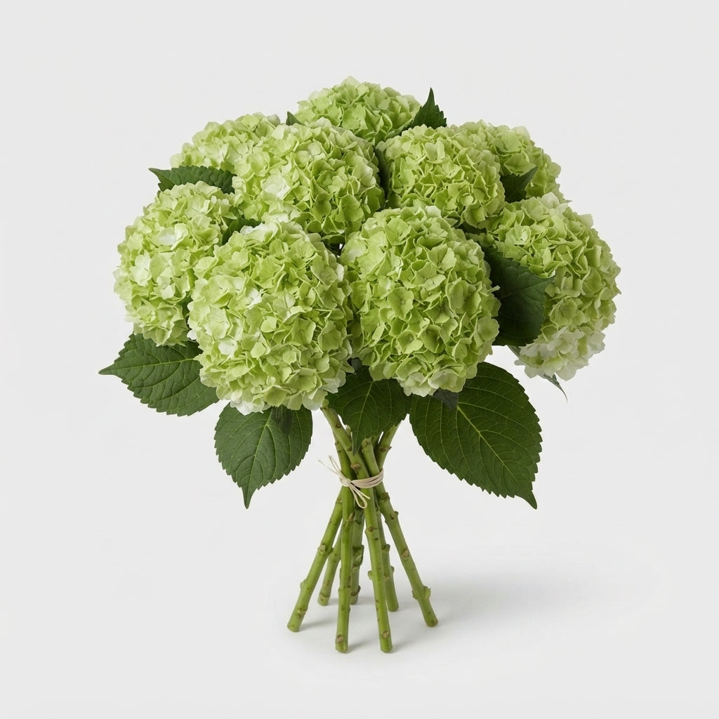Hydrangea - Cannonball - Green