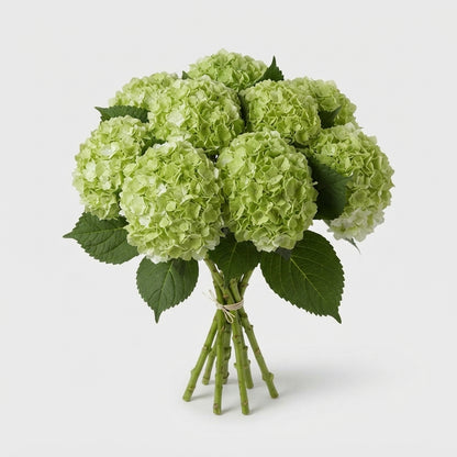 Hydrangea - Cannonball - Green