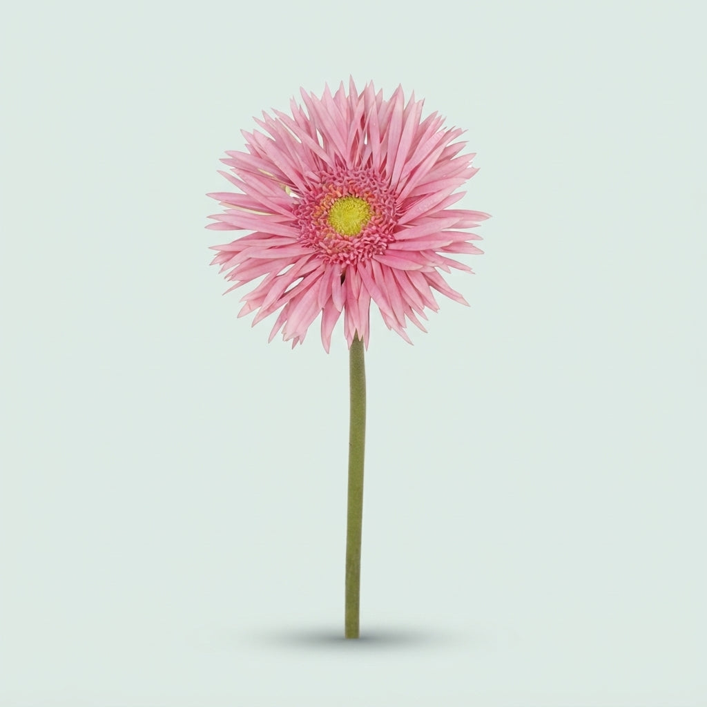 Germini - Gerbera - May
