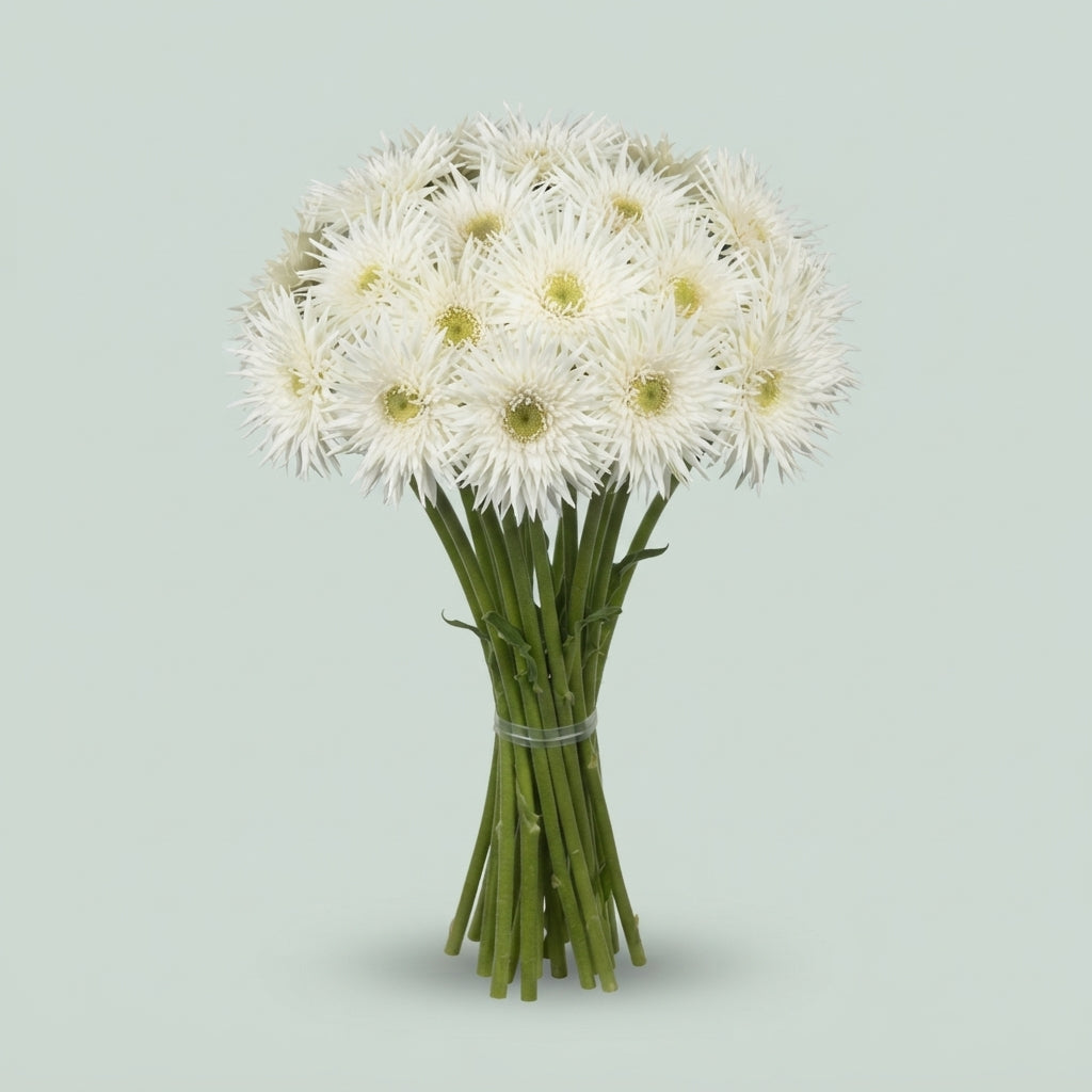 Germini - Gerbera - Petit Cyclone