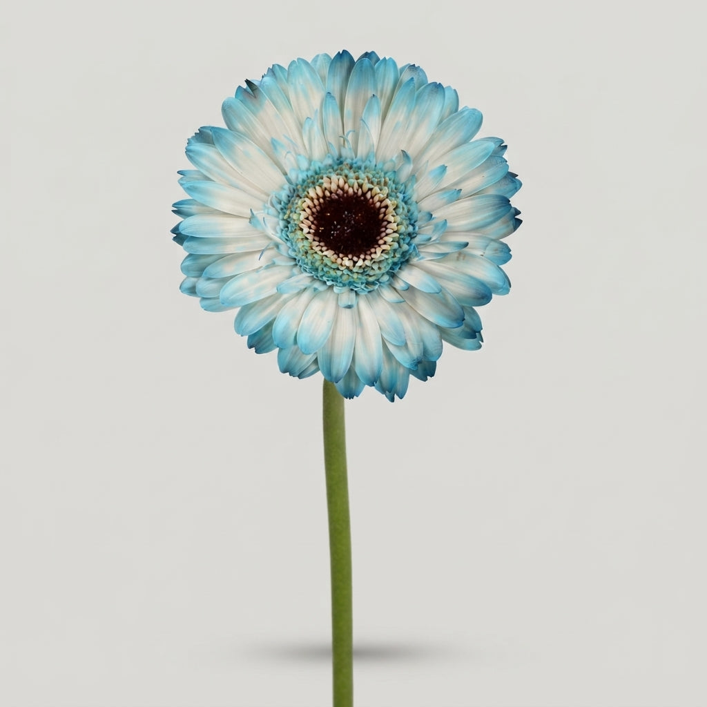 Germini - Gerbera - Blue Tattoo