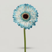 FeedSync:wholesale:44935f534962d3f9362320bc60d909cfcc3b3a3d