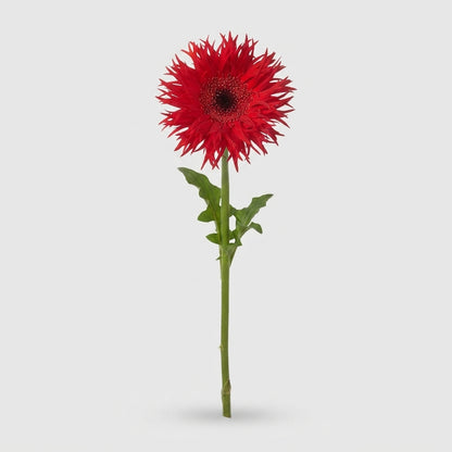 Gerbera - Gerbera - Mini Spider Shaped