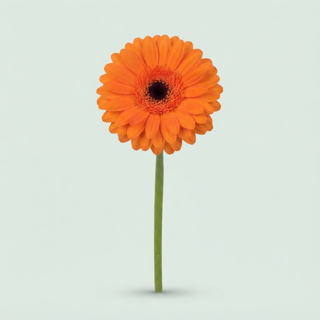 Gerbera - Gerbera - Large Flowered