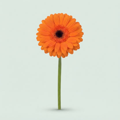 Gerbera - Gerbera - Large Flowered