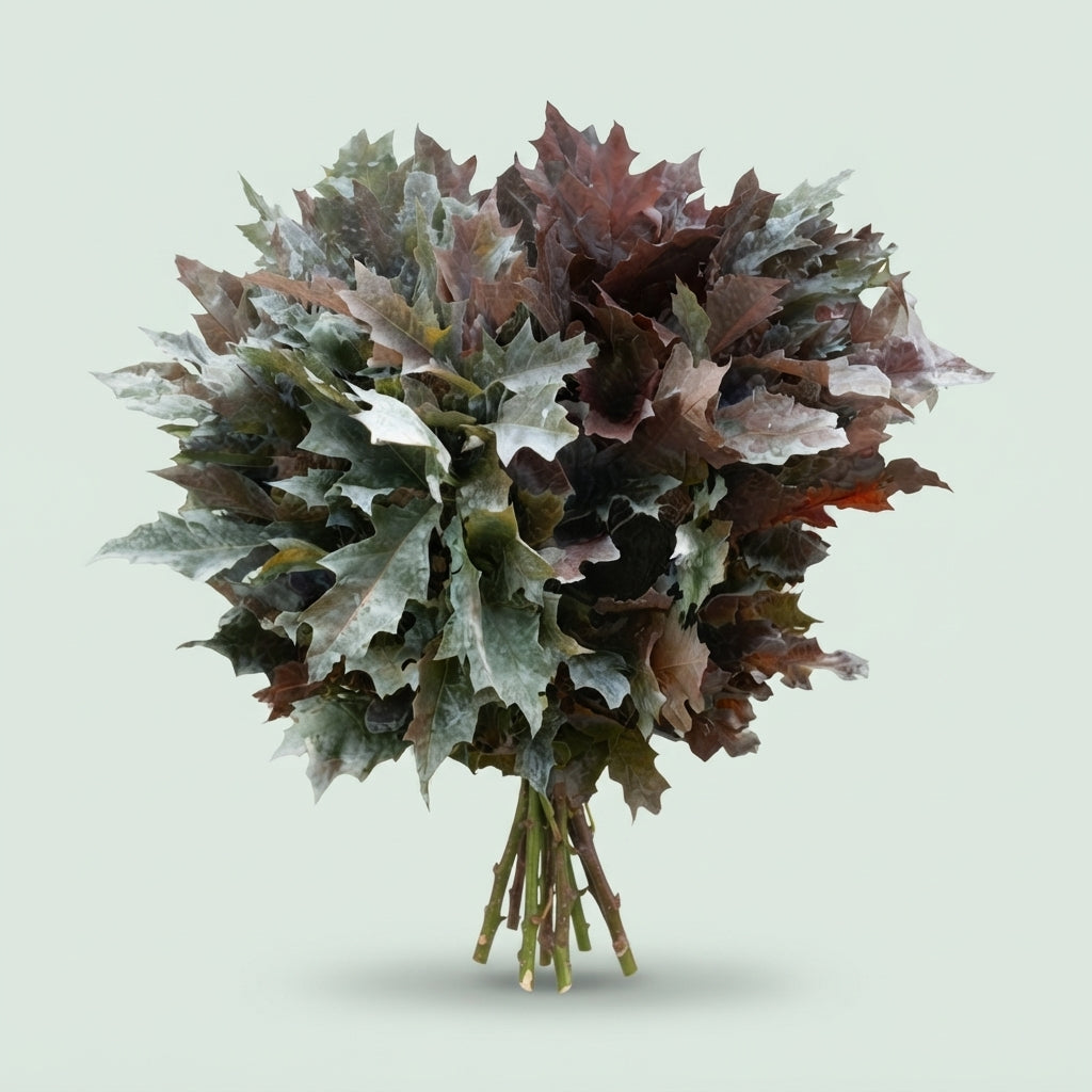 Quercus Foliage - Quercus - Quercus