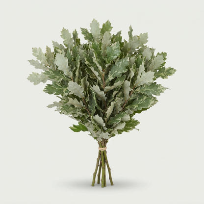 Oak Leaves - Quercus
